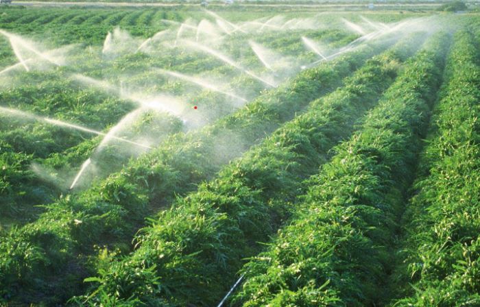 Súng phun tưới cây Súng phun tưới cây